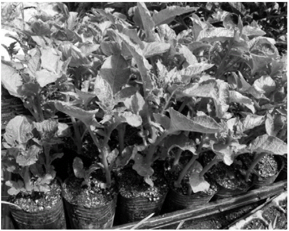 Method for improving grafting survival rate of potato and pepper