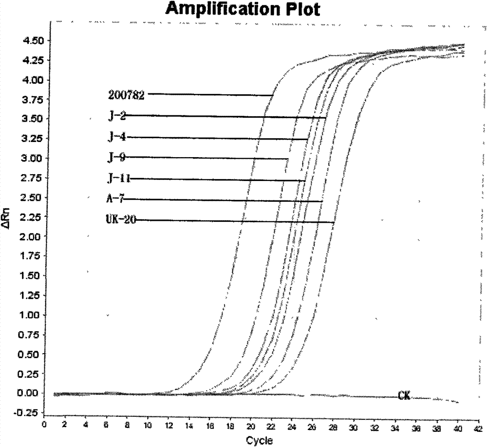 Real-time fluorescent RCR molecular detection kit for leptosphaeria maculans and detection method thereof