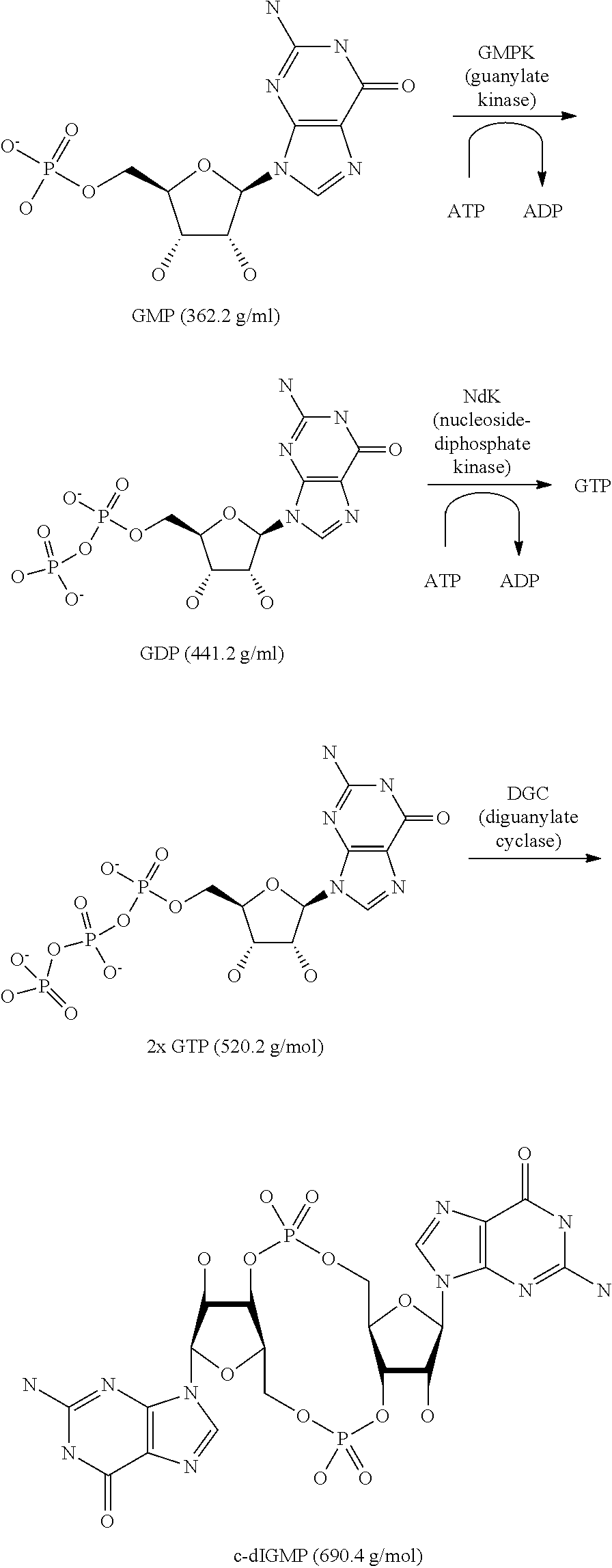 Process for the enzymatic production of cyclic diguanosine monophosphate employing a diguanylate cyclase comprising a mutated rxxd motif