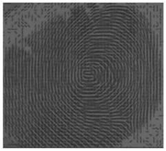 Living body fingerprint identification method, electronic equipment and computer readable storage medium