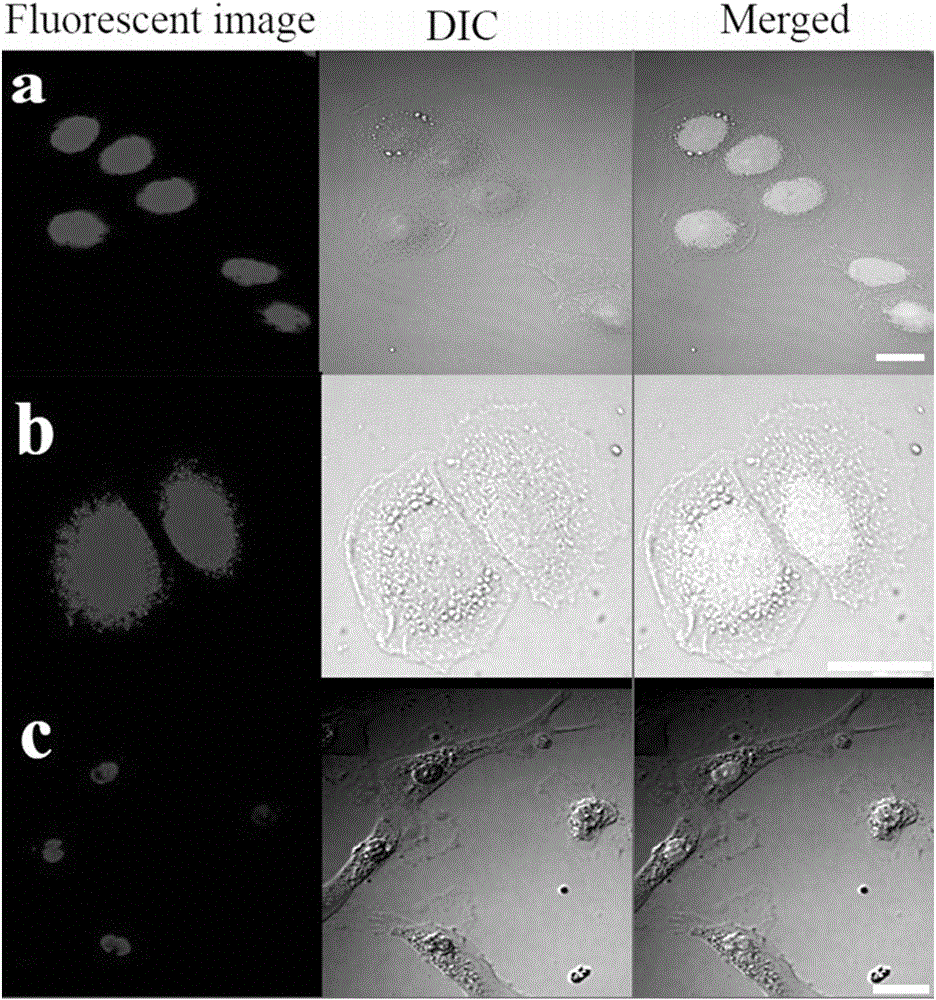 Space-dependent type mitochondrial membrane potential fluorescent probe and application thereof