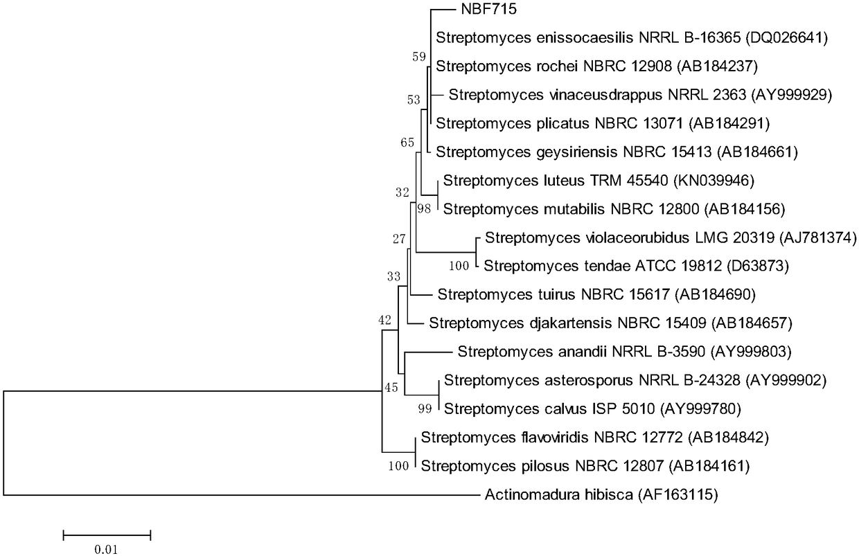 Separated streptomyce NBF715 and application thereof in crop disease control
