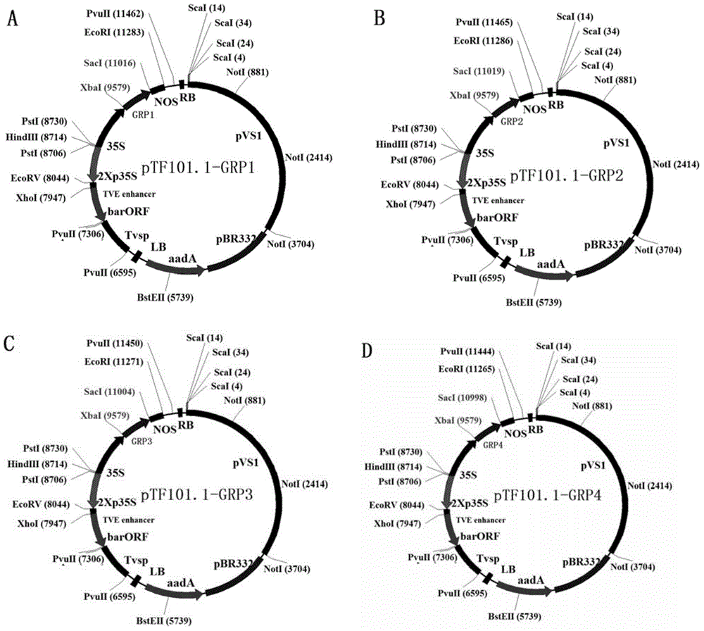 Application of growth-related protein GRP4 in regulation of plant growth
