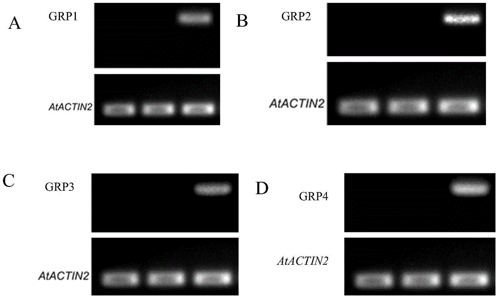 Application of growth-related protein GRP4 in regulation of plant growth