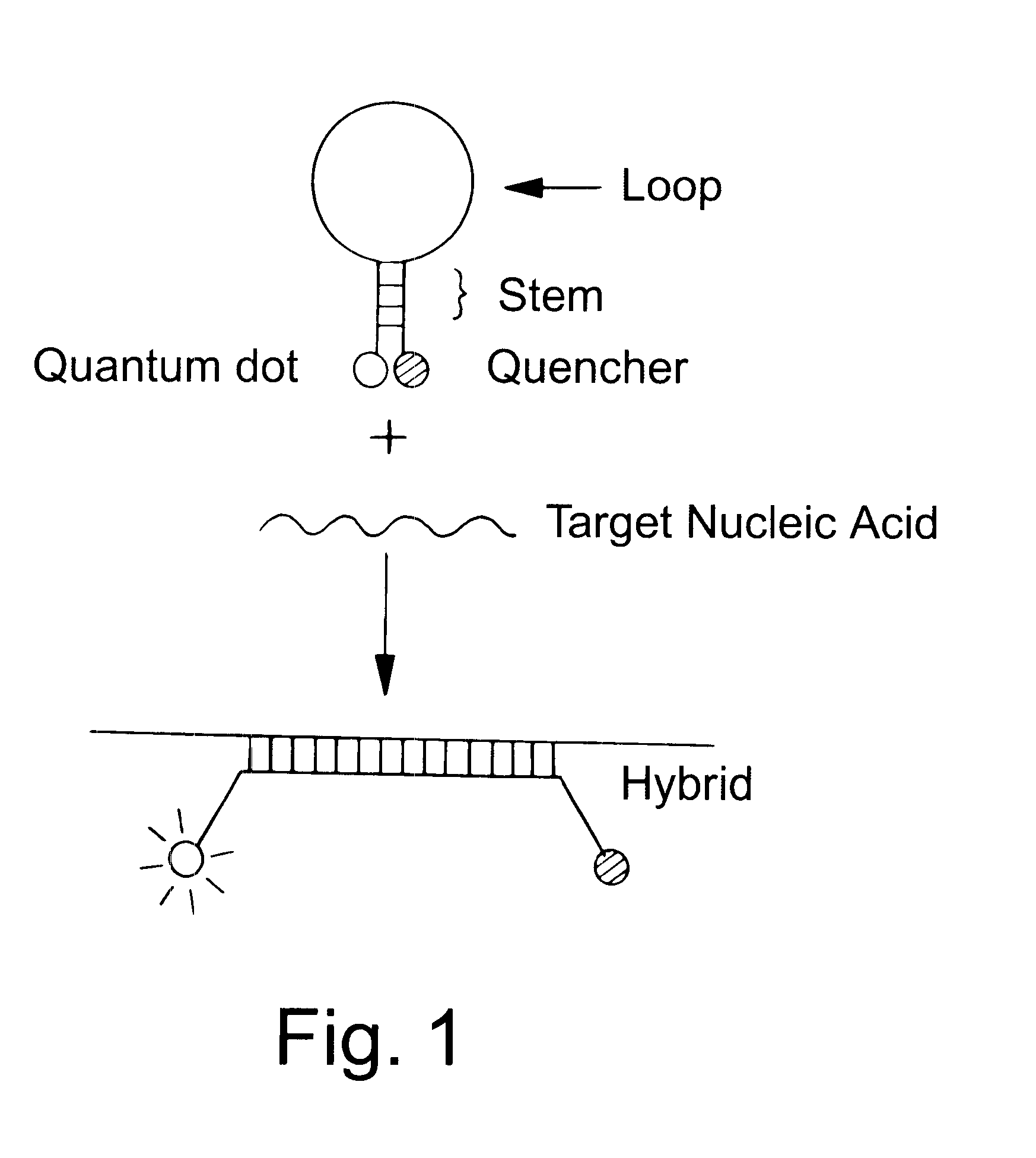 Water-soluble luminescent quantum dots and biomolecular conjugates thereof and related compositions and method of use