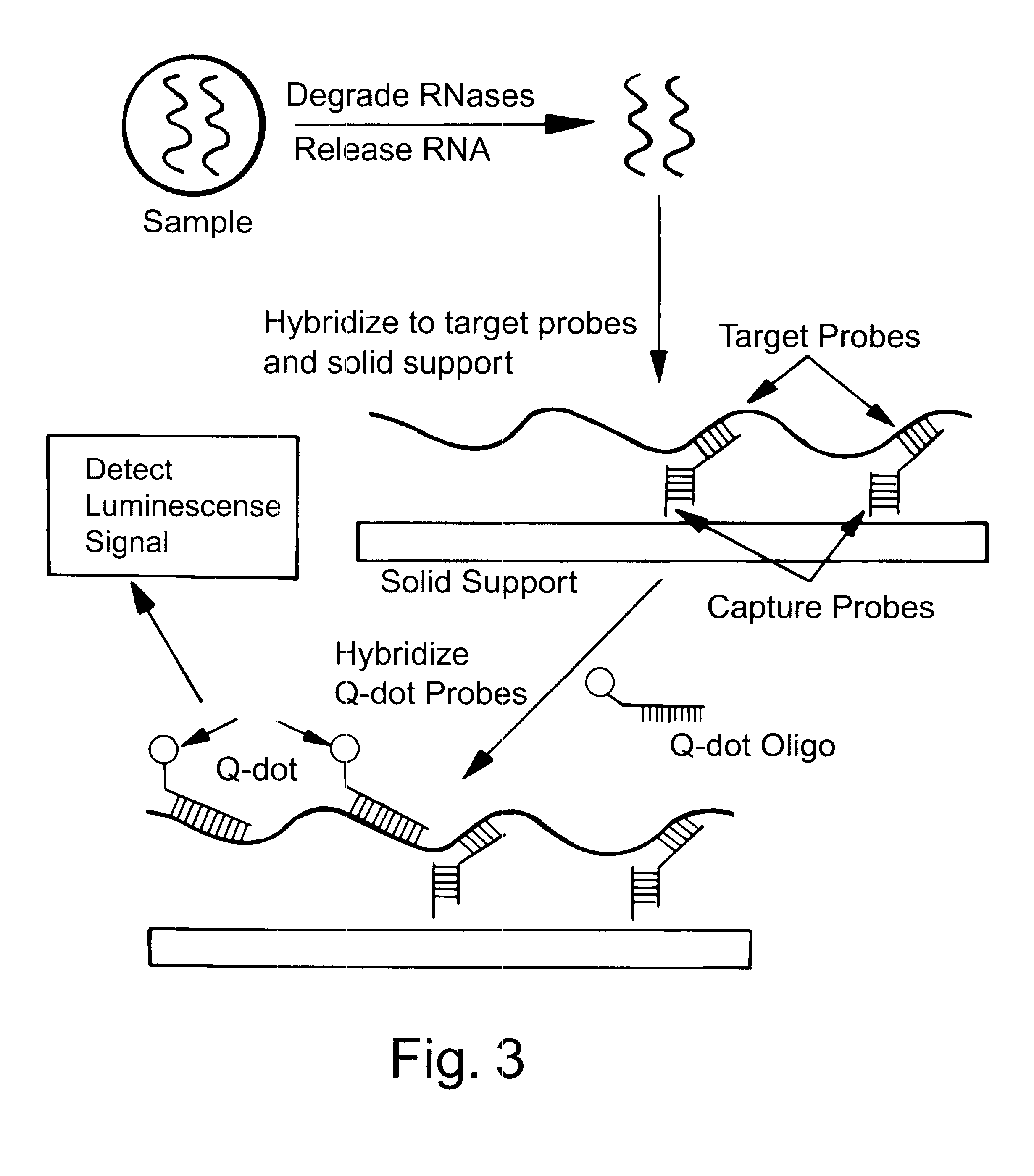 Water-soluble luminescent quantum dots and biomolecular conjugates thereof and related compositions and method of use