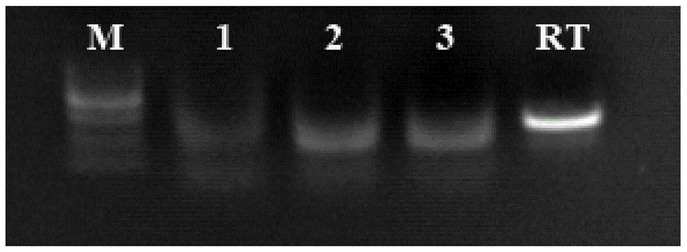 Primers, probes and kits for nasba-elisa detection of type Ⅱ grass carp reovirus