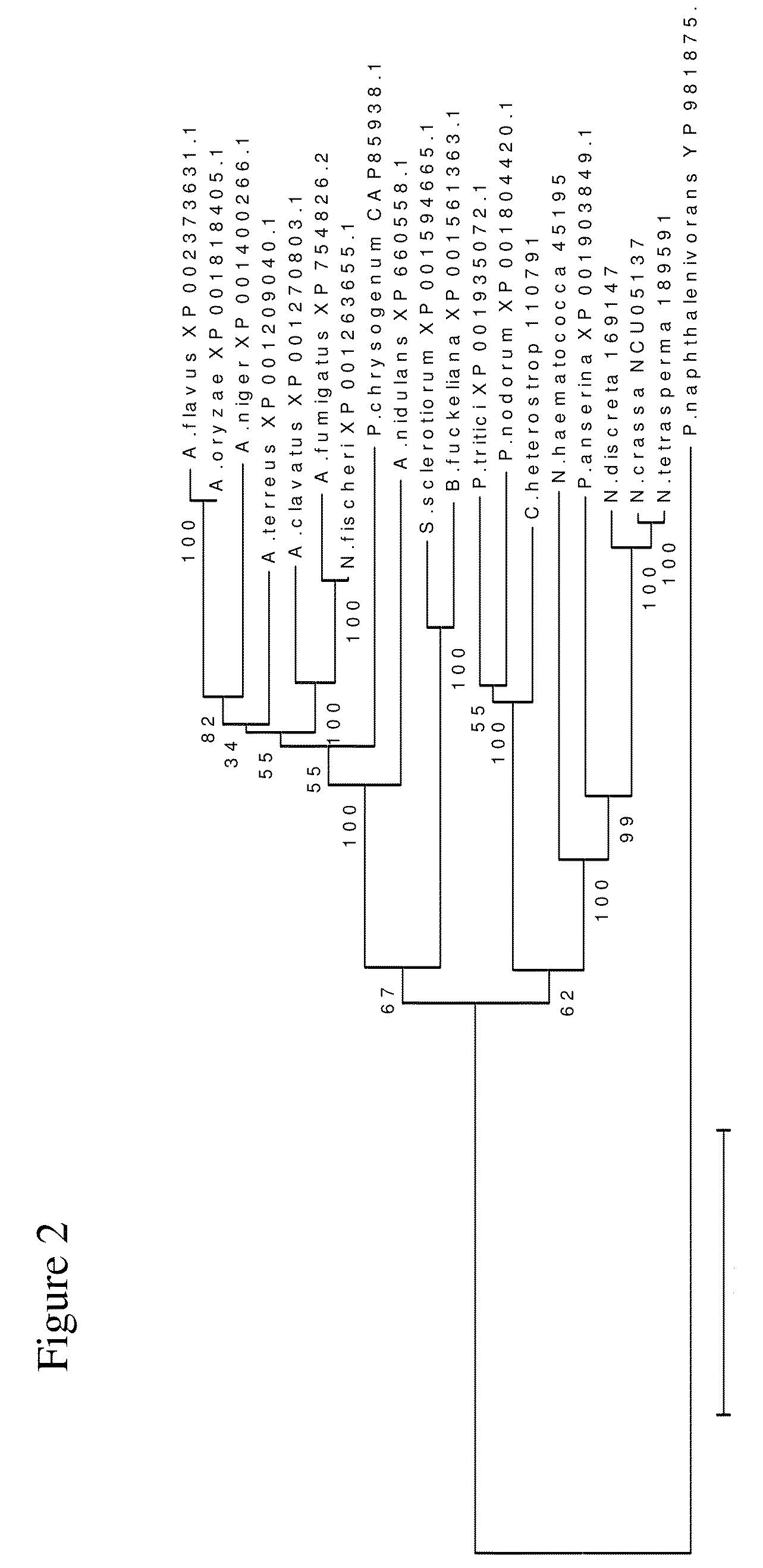 Methods and compositions for improving sugar transport, mixed sugar fermentation, and production of biofuels