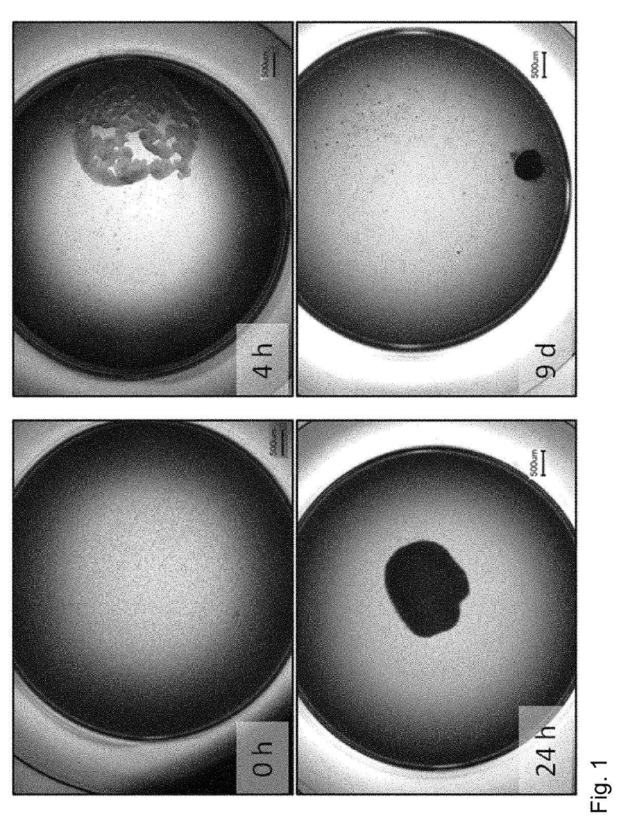 Method of preparing an artificial tooth primordium in vitro and artificial tooth primordium derived therefrom