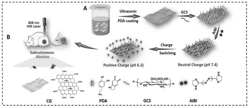 Experiment method for multidrug resistant bacterial infection of burn wounds