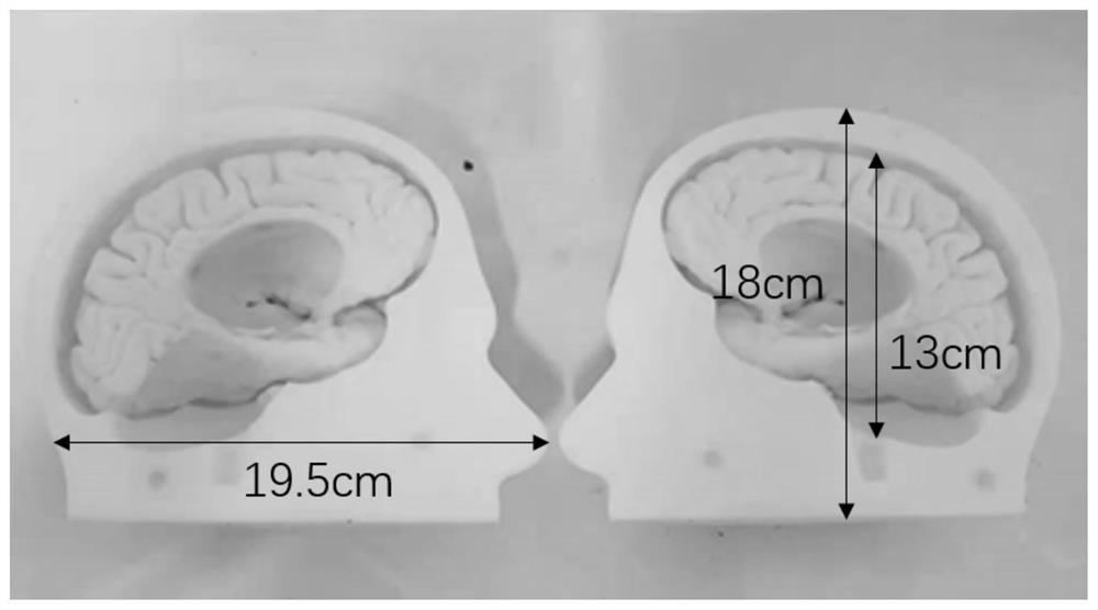 Brain model and preparation methods thereof