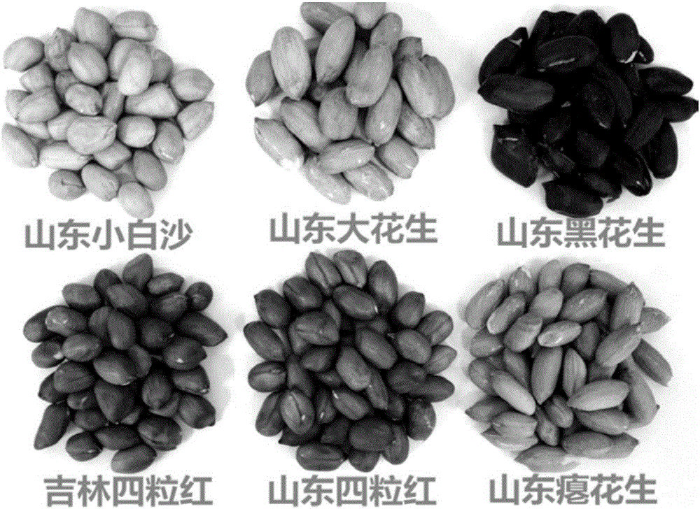 Peanut variety nondestructive testing method based on nuclear magnetic resonance technology