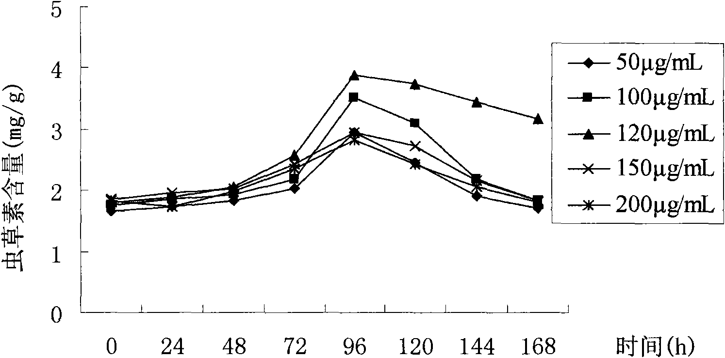 Fermentation method for high cordyceps militaris biomass and high cordycepin content