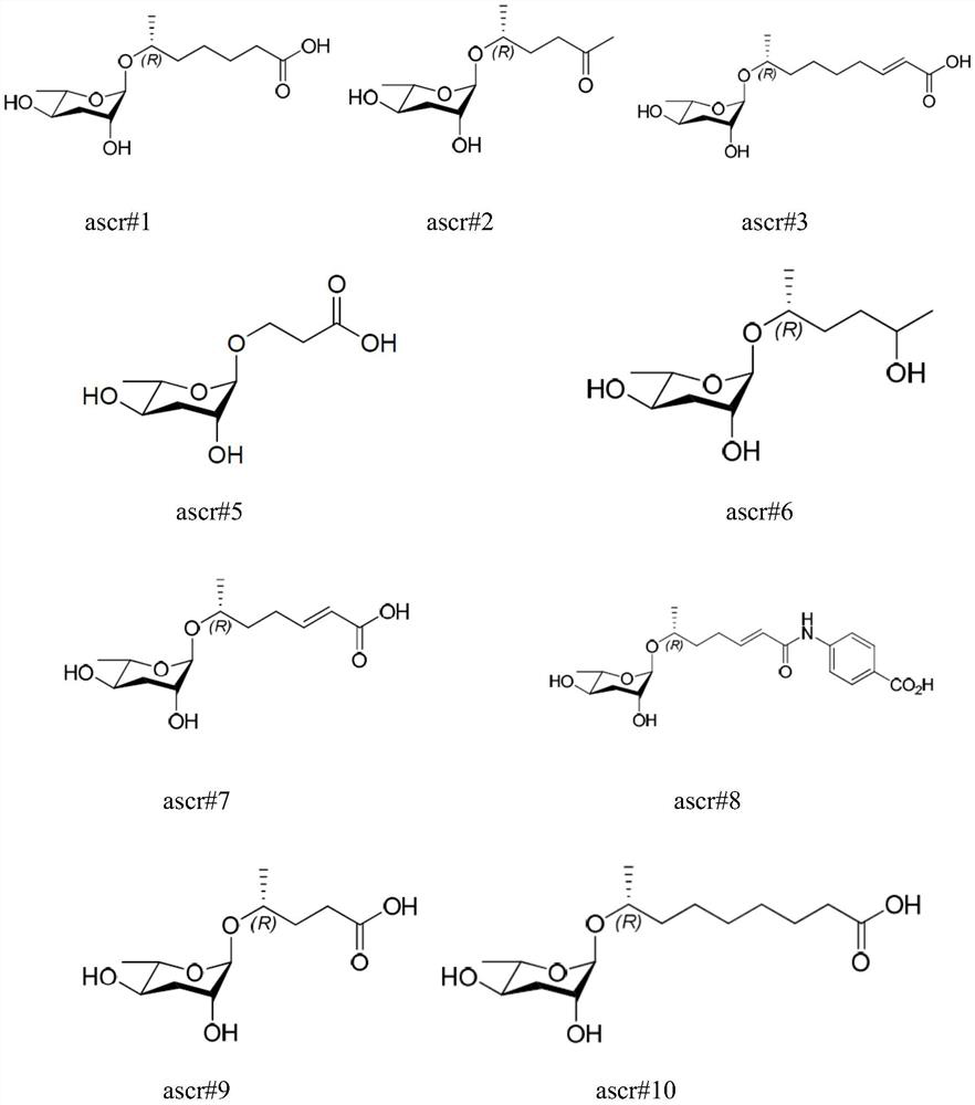 Application of ascaroside in preparation of preparation for promoting development recovery of nematodes in Steinernema carpocapsae All infection period