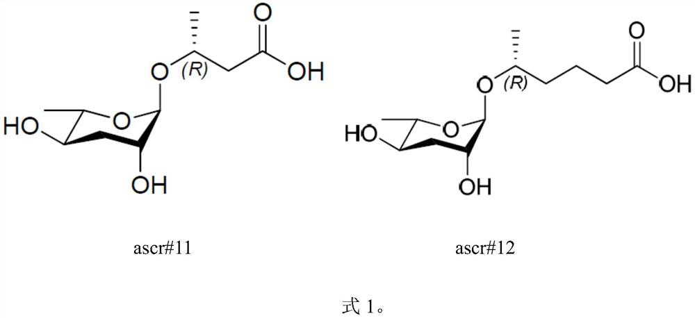 Application of ascaroside in preparation of preparation for promoting development recovery of nematodes in Steinernema carpocapsae All infection period