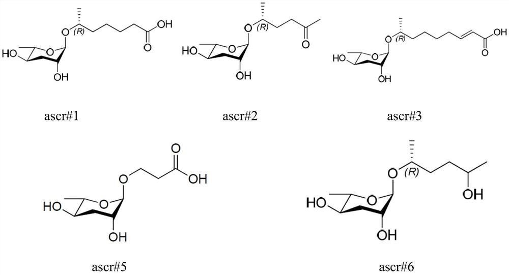 Application of ascaroside in preparation of preparation for promoting development recovery of nematodes in Steinernema carpocapsae All infection period