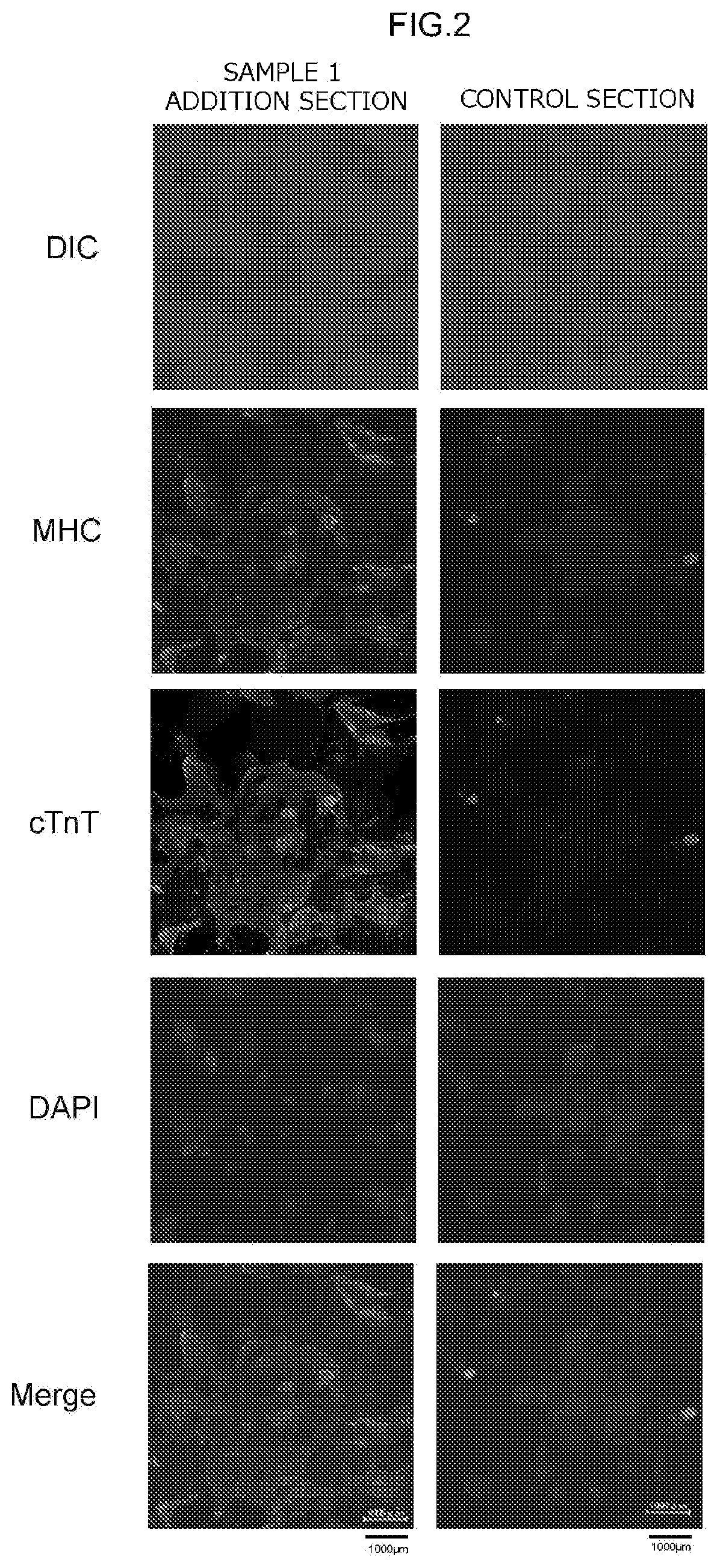 Method for producing myocardial cells using synthetic peptide