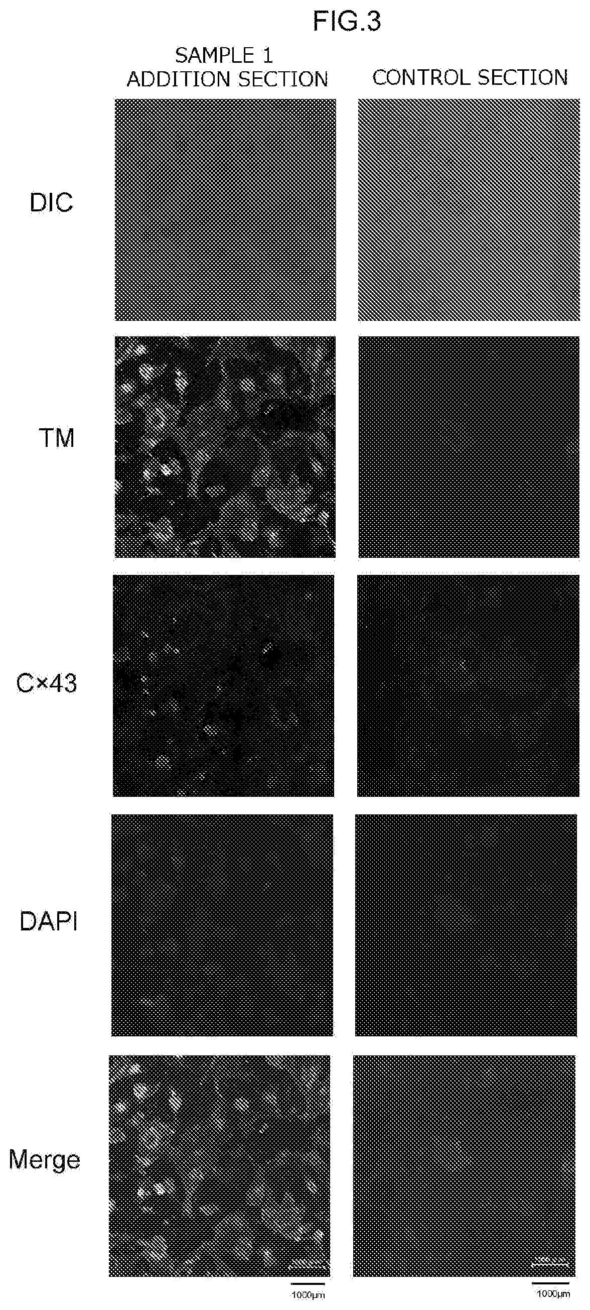 Method for producing myocardial cells using synthetic peptide