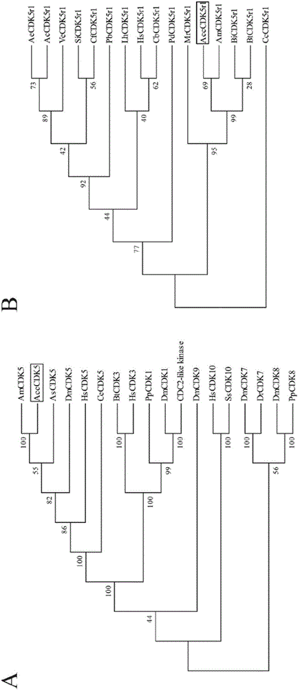 AccCDK5 gene and AccCDK5r1 gene of Chinese honeybee and application of genes