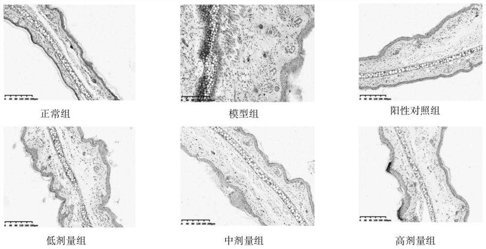 Dendrobium officinale polysaccharide/astragalus polysaccharide composite hydrogel as well as preparation method and application thereof