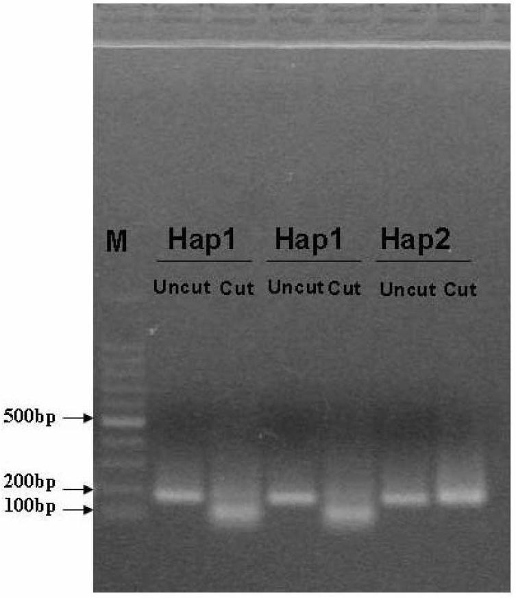 Haplotype primer for identifying Q-shaped bemisia tabaci and identification method