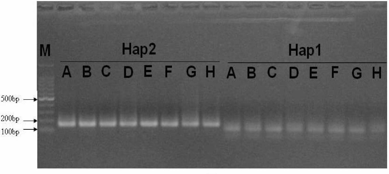 Haplotype primer for identifying Q-shaped bemisia tabaci and identification method
