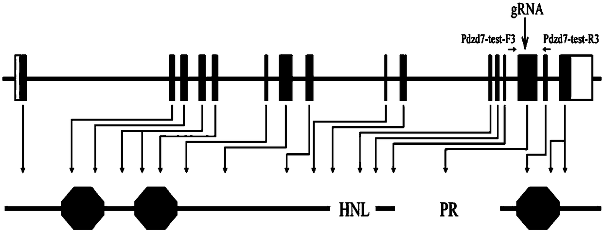 Construction method of Pdzd7 gene mutant animal model