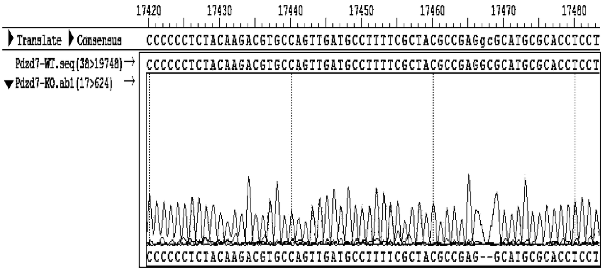 Construction method of Pdzd7 gene mutant animal model