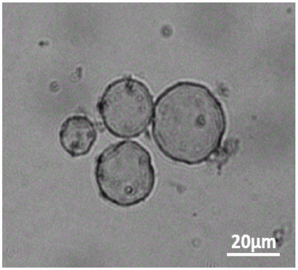 Preparation method for acidity-controllable drug carrier