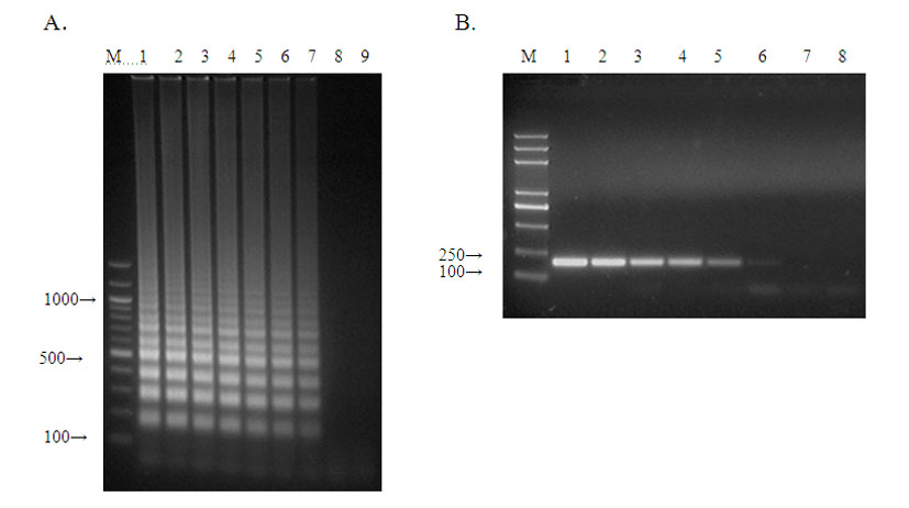 Method for quickly detecting transgenic corn by using LAMP method