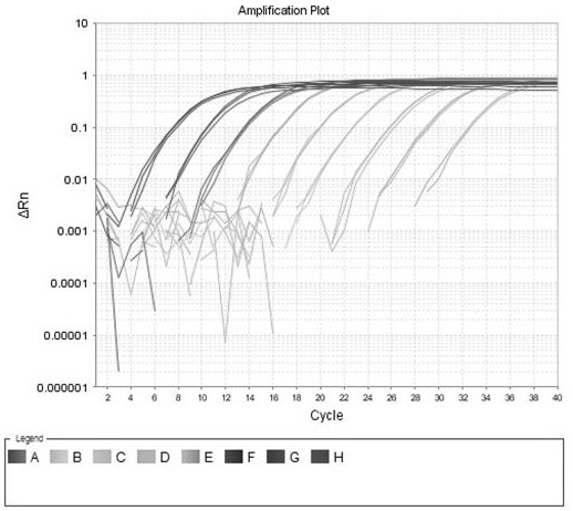 Absolute fluorescent quantitative PCR detection method for chicken infectious anemia viruses