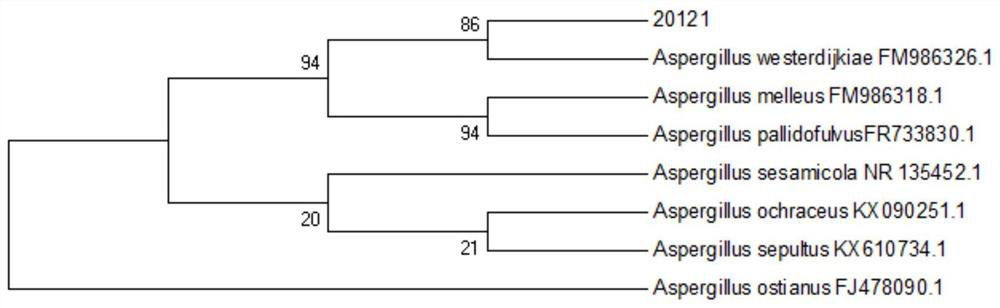 A kind of saline-alkali-resistant ochracus strain w1 and its bacterial agent and application