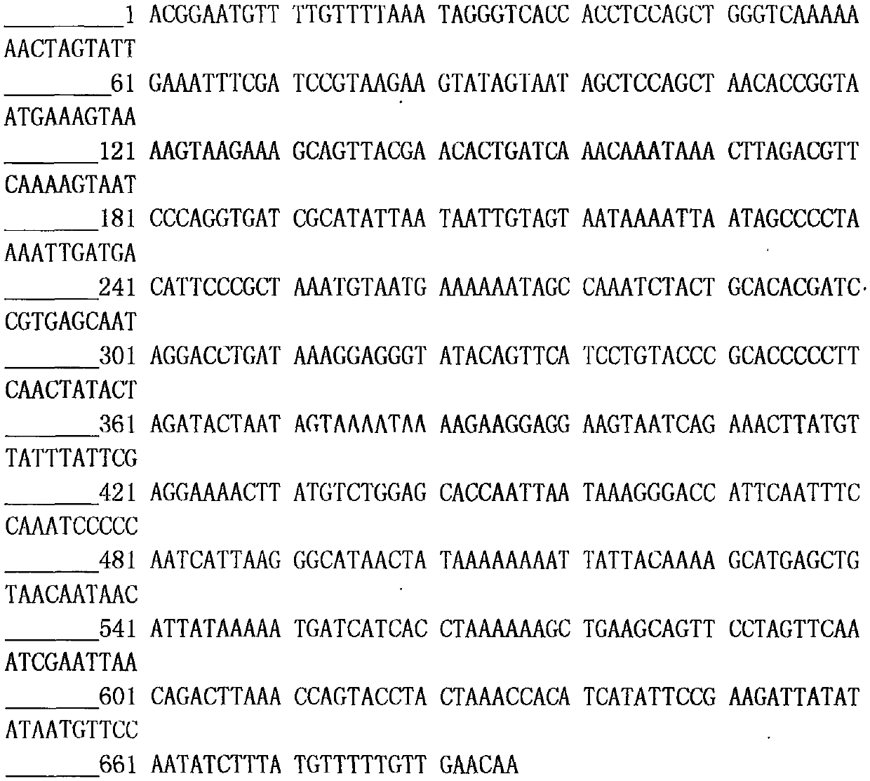 Method for identifying shellfish germplasm through combination of morphology with molecular biology