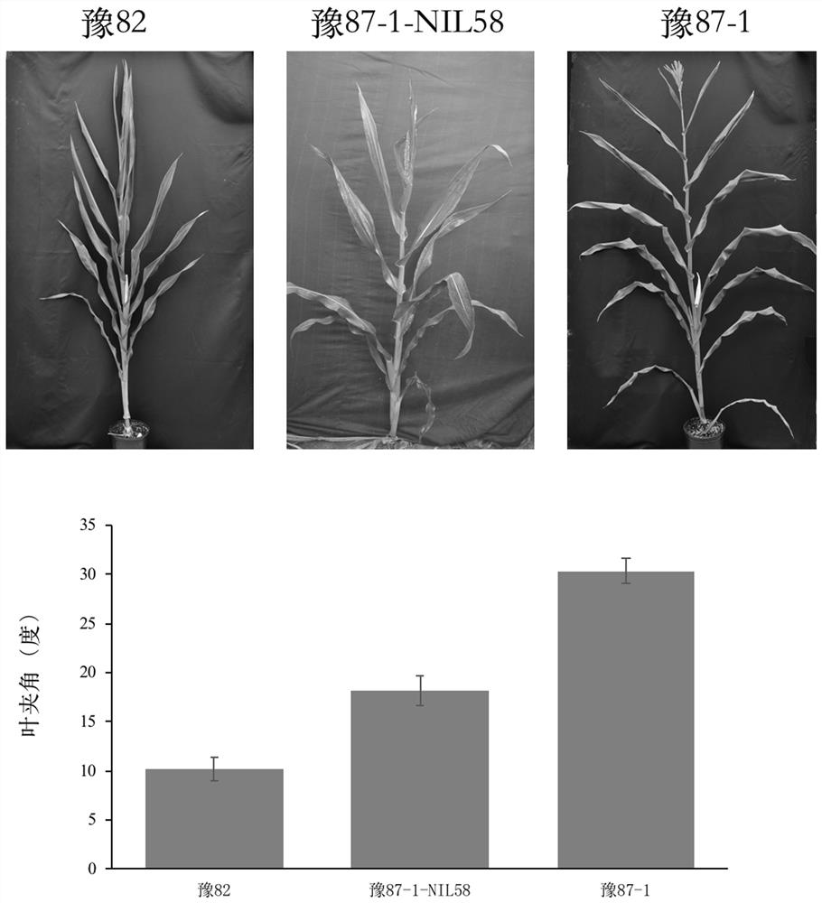 A kind of zmcla2-1 gene that regulates the included angle of corn leaves and its application