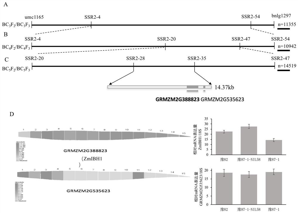 A kind of zmcla2-1 gene that regulates the included angle of corn leaves and its application