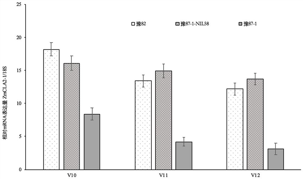 A kind of zmcla2-1 gene that regulates the included angle of corn leaves and its application