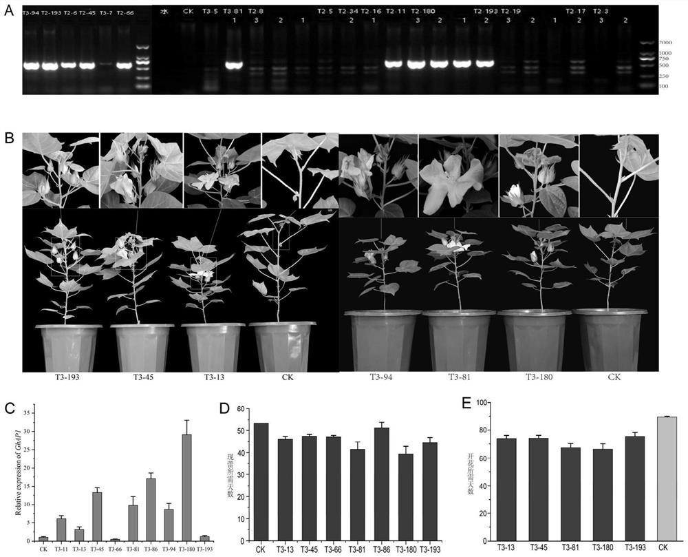 Application of GhD1119 gene in regulating and controlling flowering of upland cotton