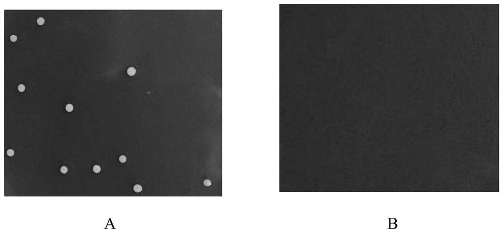 Escherichia coli capable of producing enterotoxins for piglets and application of escherichia coli