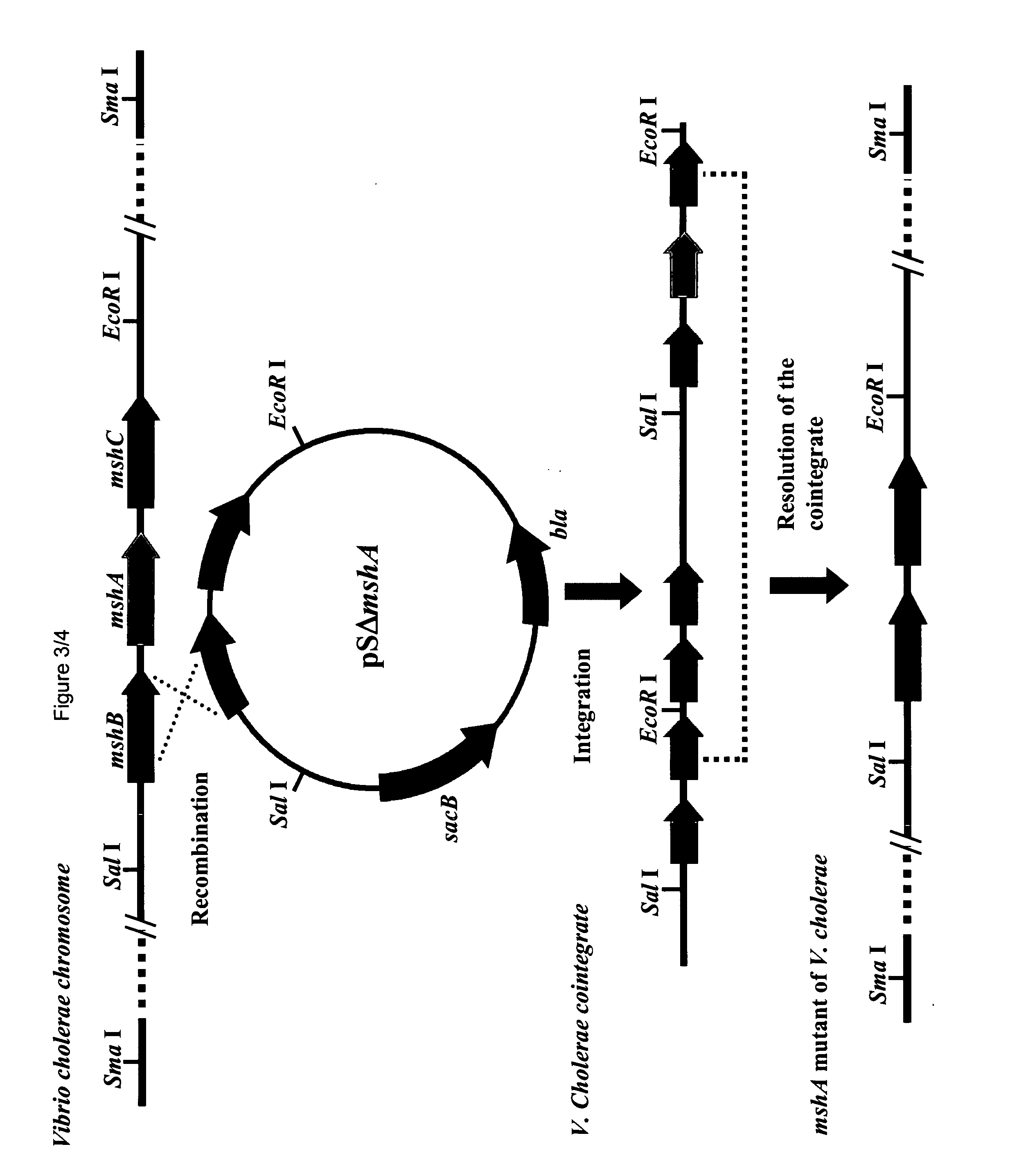 Attenuated strains of vibrio cholerae with improved biological safety features in freeze dried form for oral vaccination