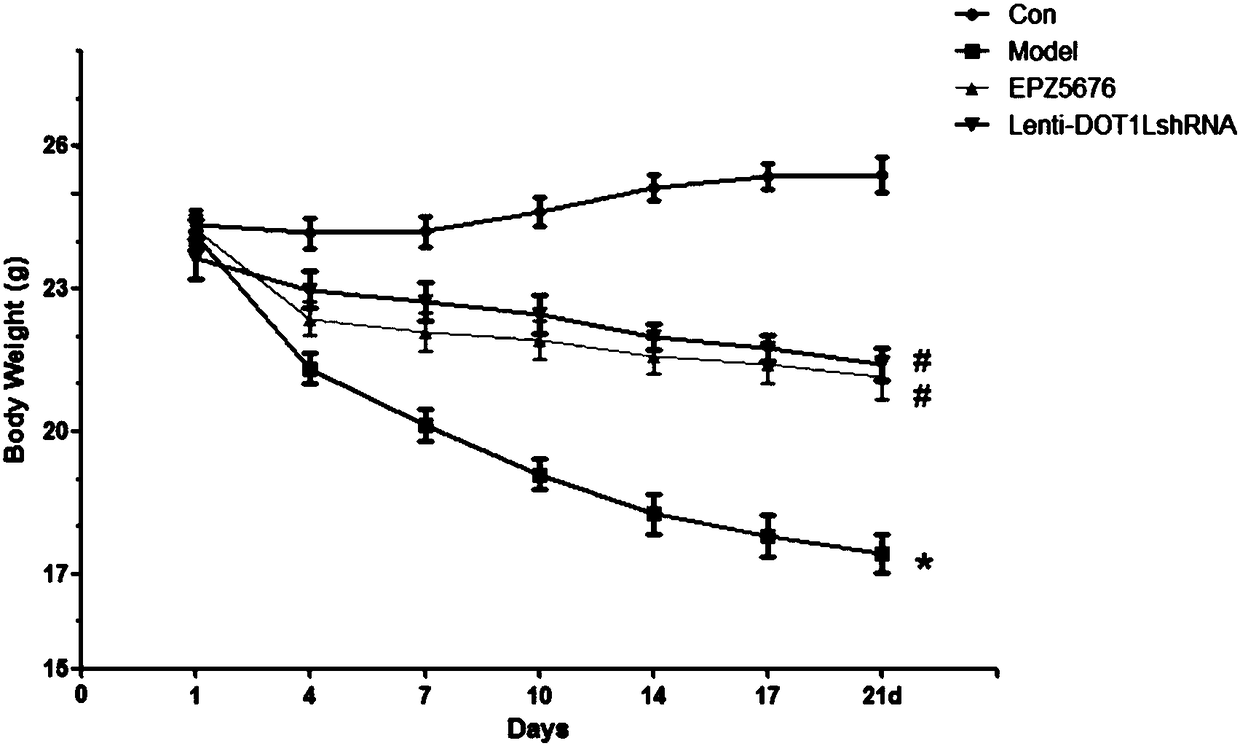 Application of compound EPZ5676 and related inhibitor thereof in preparing drug for preventing and treating pulmonary fibrosis diseases