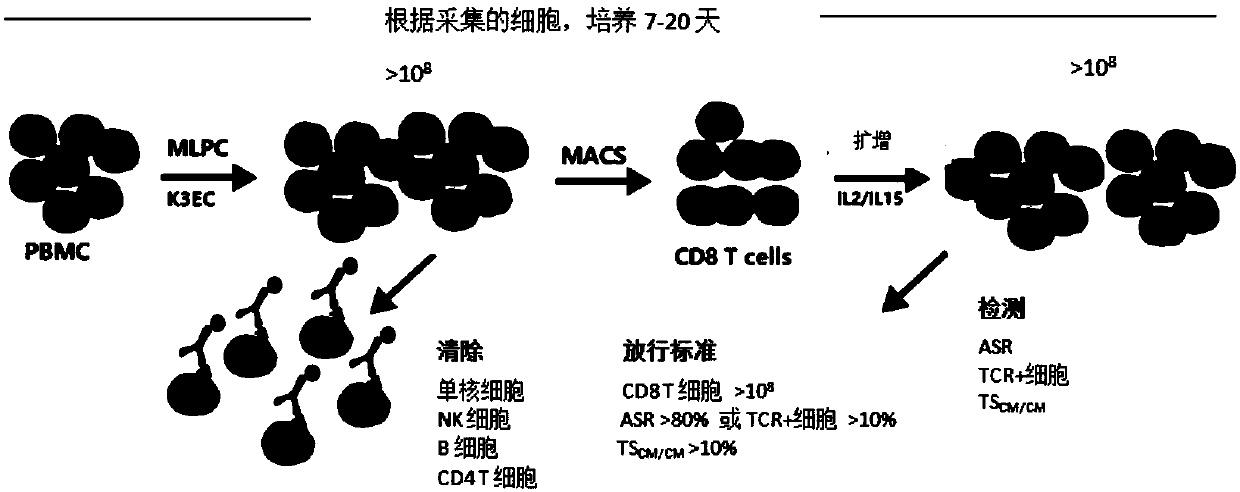 Culture expansion method of CD8 T cells, and K3EC cells