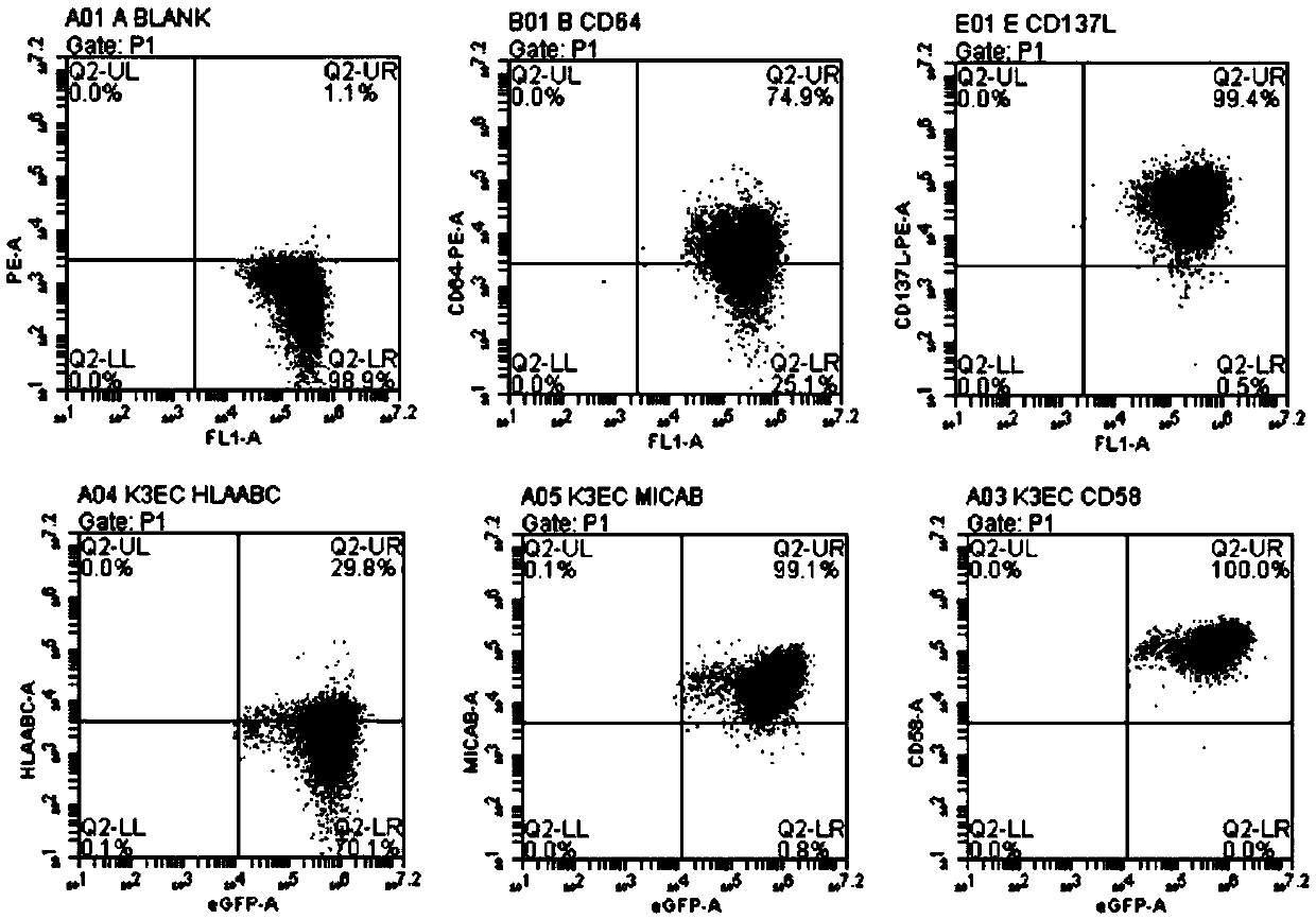 Culture expansion method of CD8 T cells, and K3EC cells