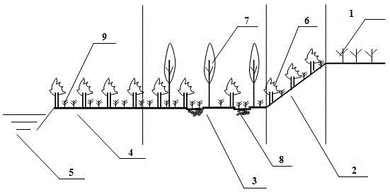Method for building cold region riparian buffer strip stopping and controlling agricultural non-point source pollution