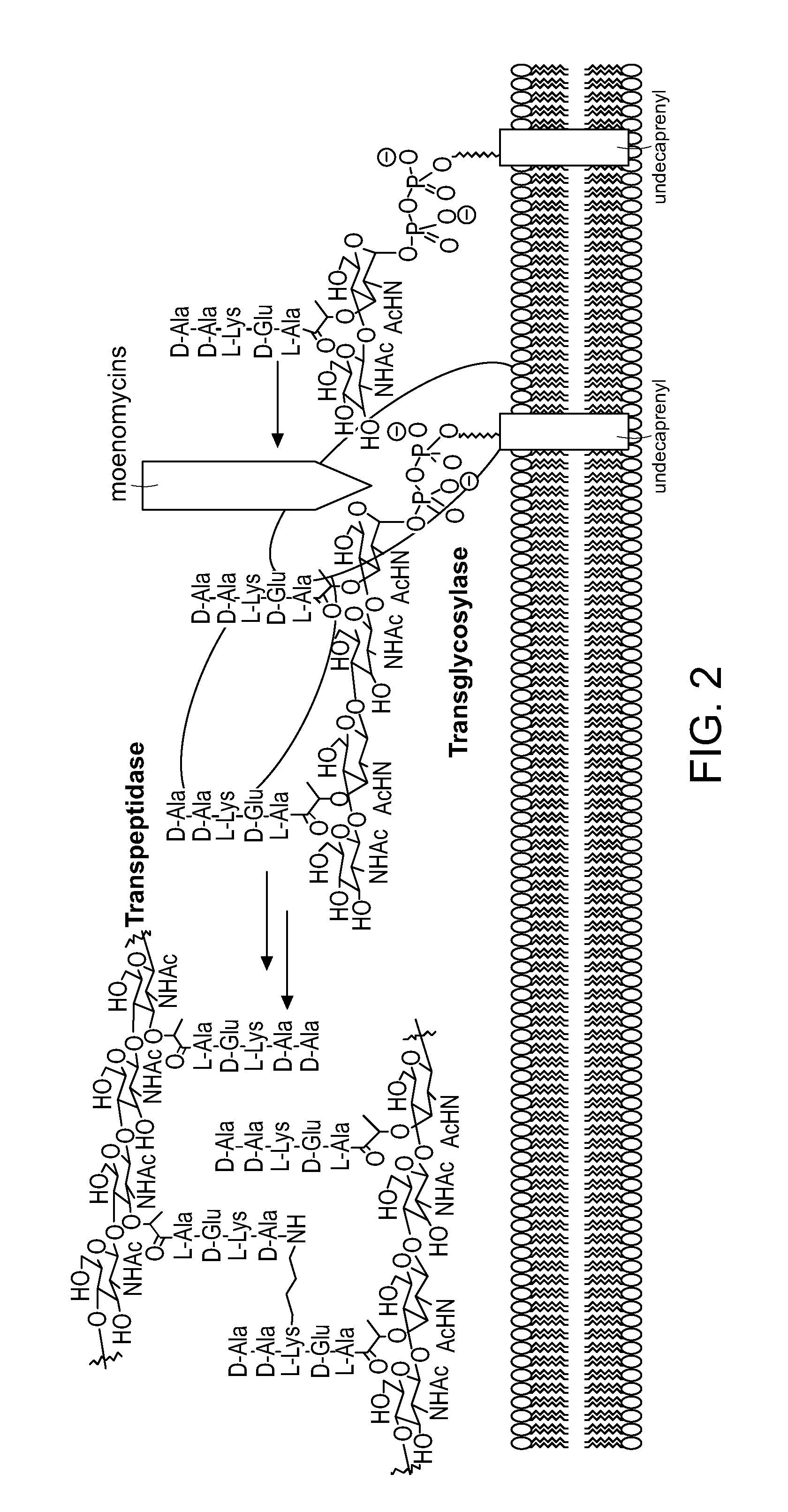 Moenomycin analogs, methods of synthesis, and uses thereof