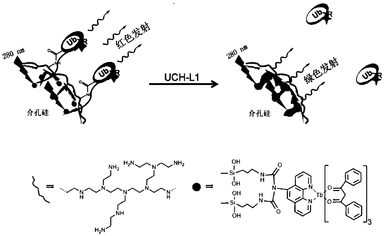 Preparation method of nano fluorescent probe for detecting deubiquitination enzyme