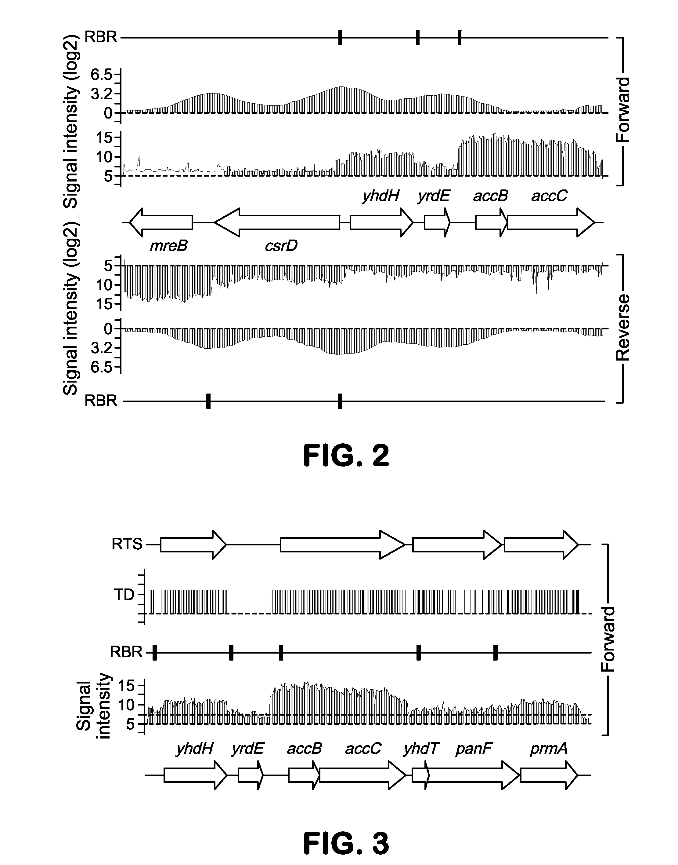 Bacterial Metastructure and Methods of Use