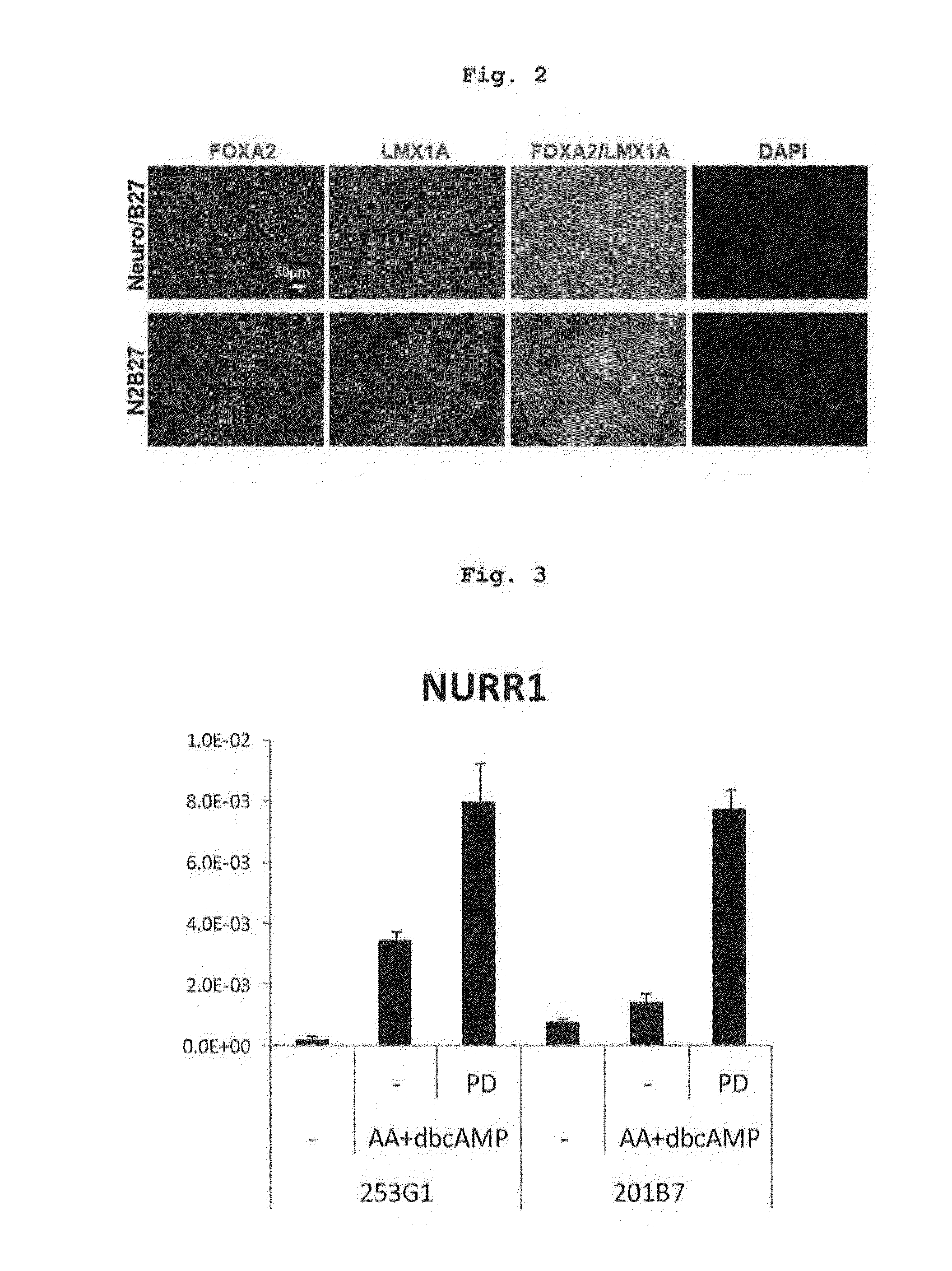 Method for producing dopaminergic neurons