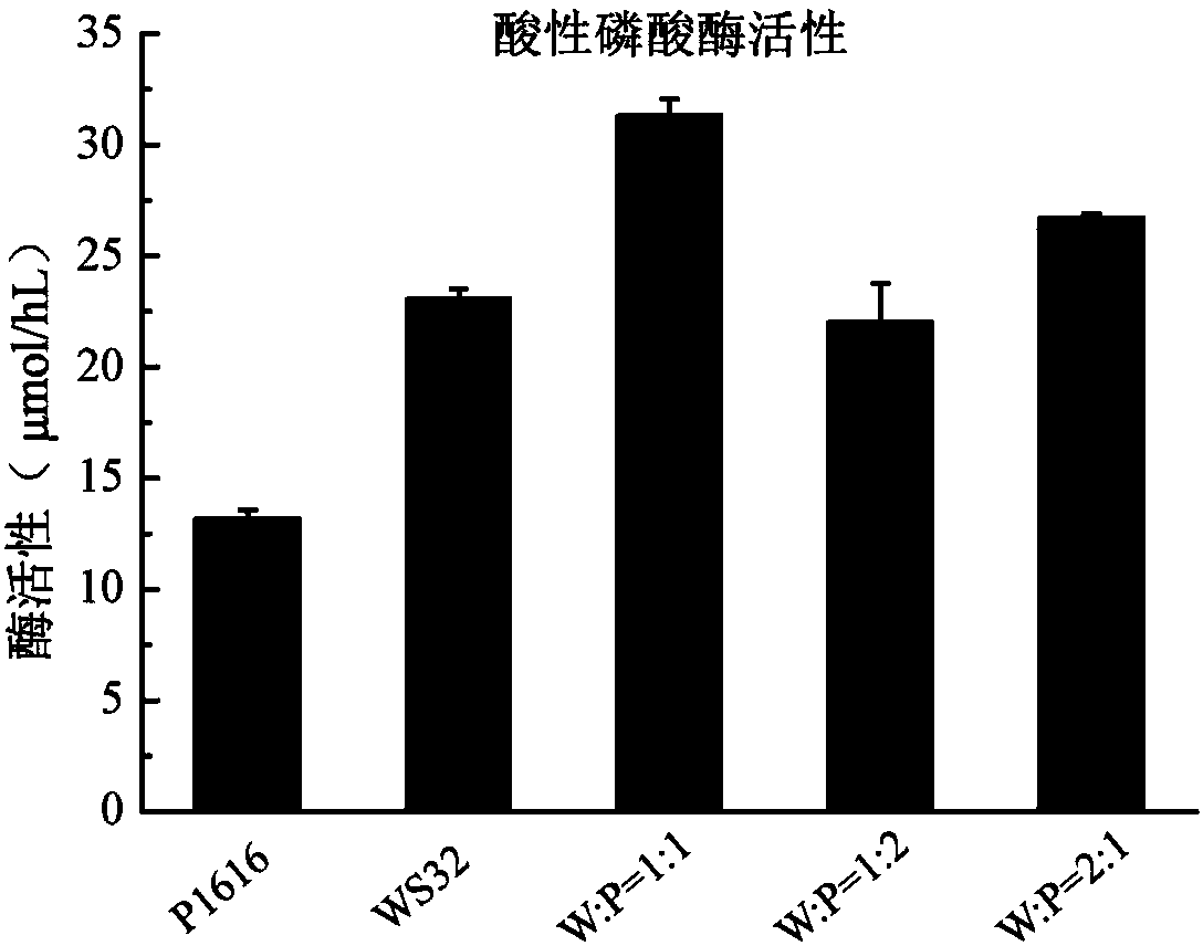 A kind of compound phosphate-dissolving bacteria agent and its preparation method and application