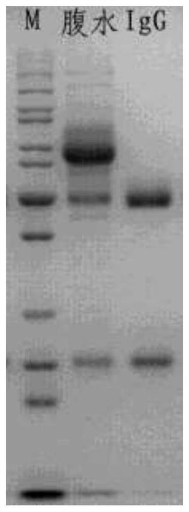 Chemiluminiscence kit for detecting Enniatins and application of chemiluminiscence kit