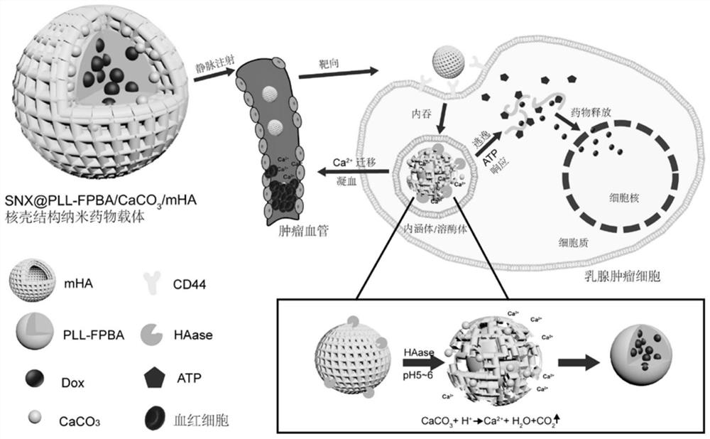 Nanoparticles for promoting tumor coagulation and enzyme/ATP dual responsive drug release, and preparation method and application of nanoparticles